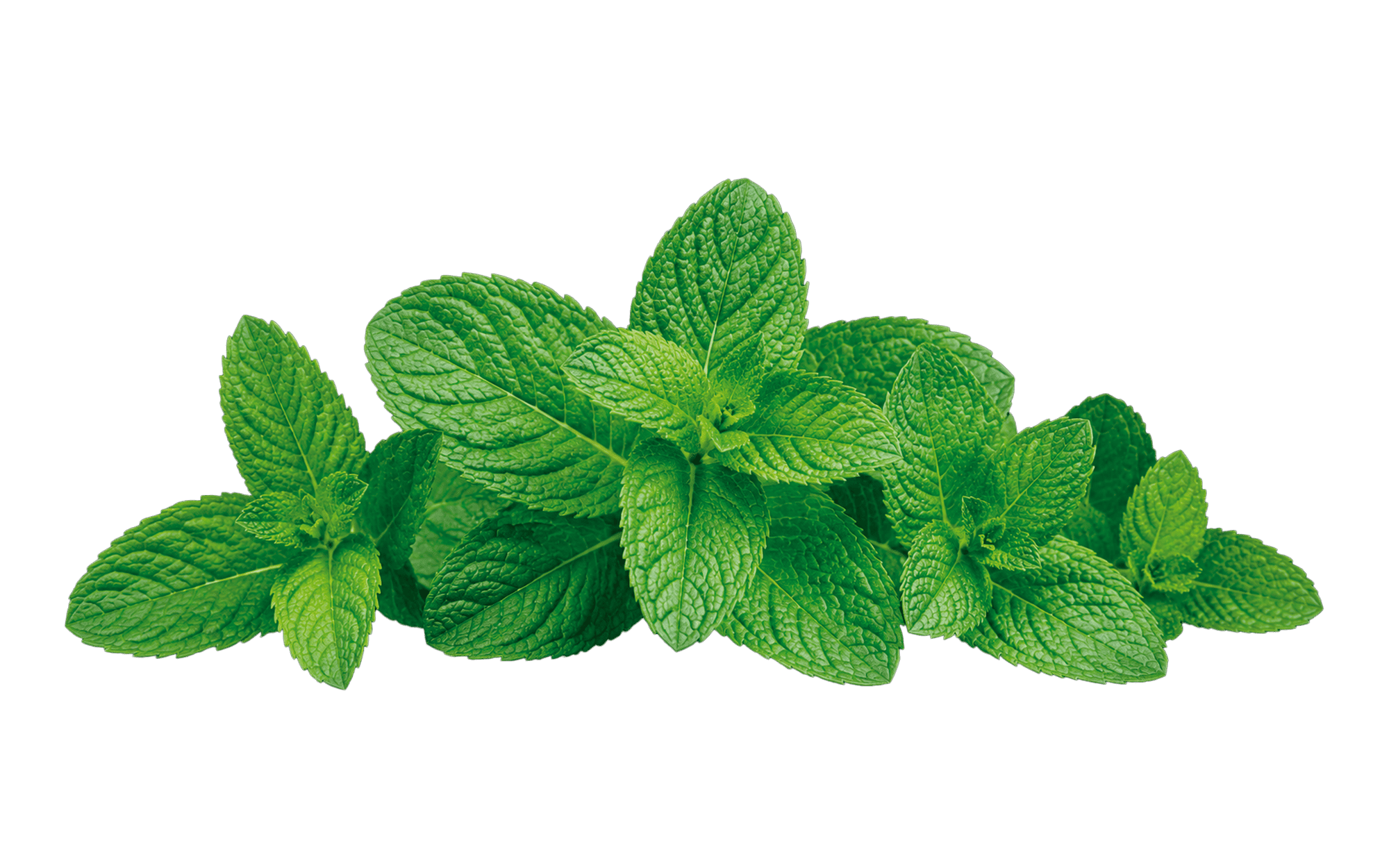 Falcon Mint